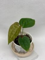 Anthurium Magnificum X Luxurians - Super Plants