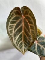 Anthurium Red crystallinum X SKG Silver - Super Plants
